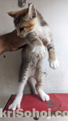Mix Breed Female Cat Kitten
